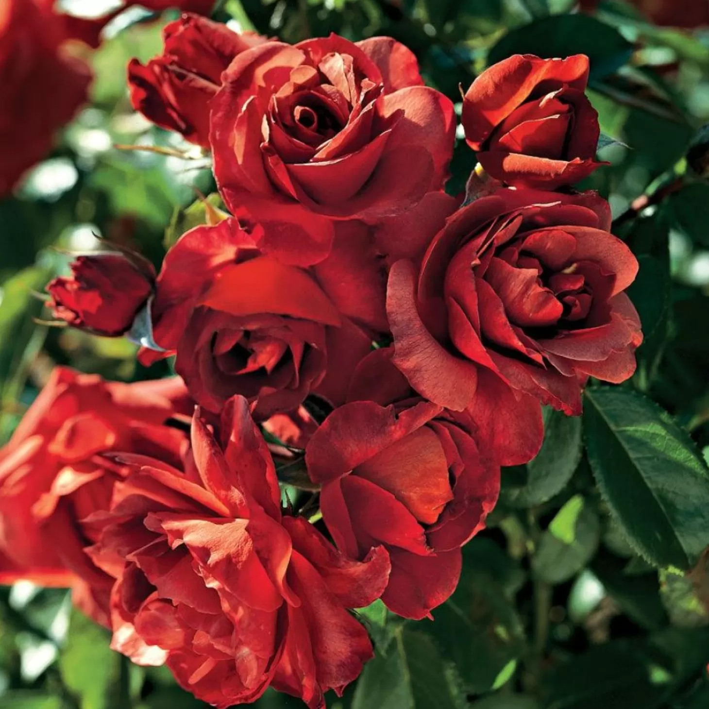 Roses>Roger's Gardens Hot Cocoa - 5 Gallon