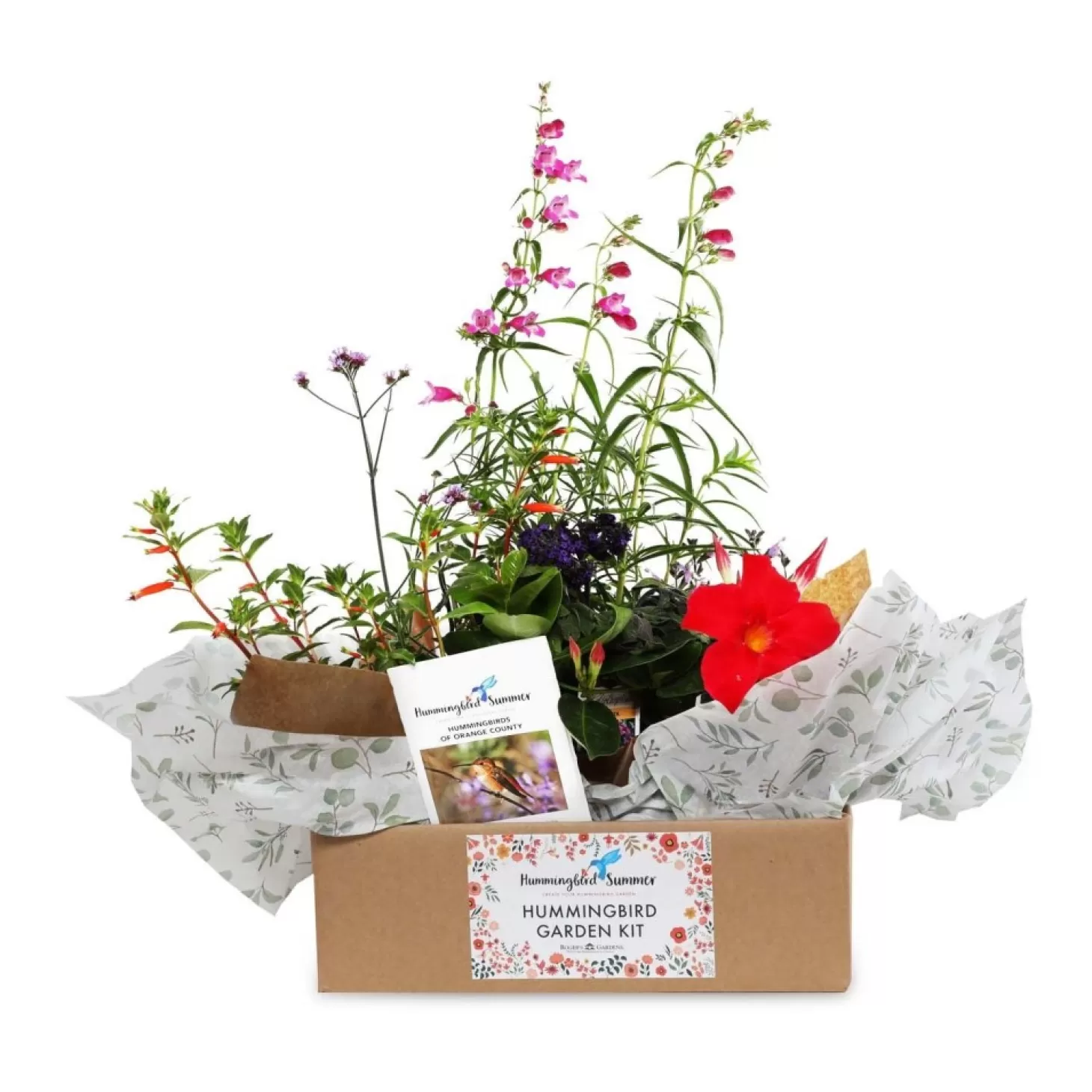 Hummingbird Plants>Roger's Gardens Hummingbird Gardening Kit