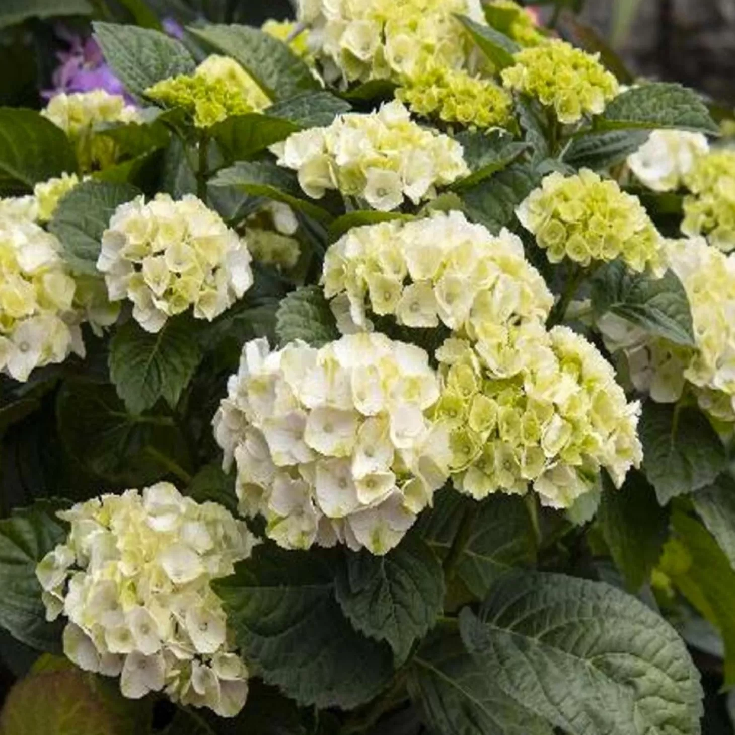 Landscape Plants>Roger's Gardens Hydrangea 'Cape Lookout'® Pp - Cape Lookout Hydrangea - 2 Gallon