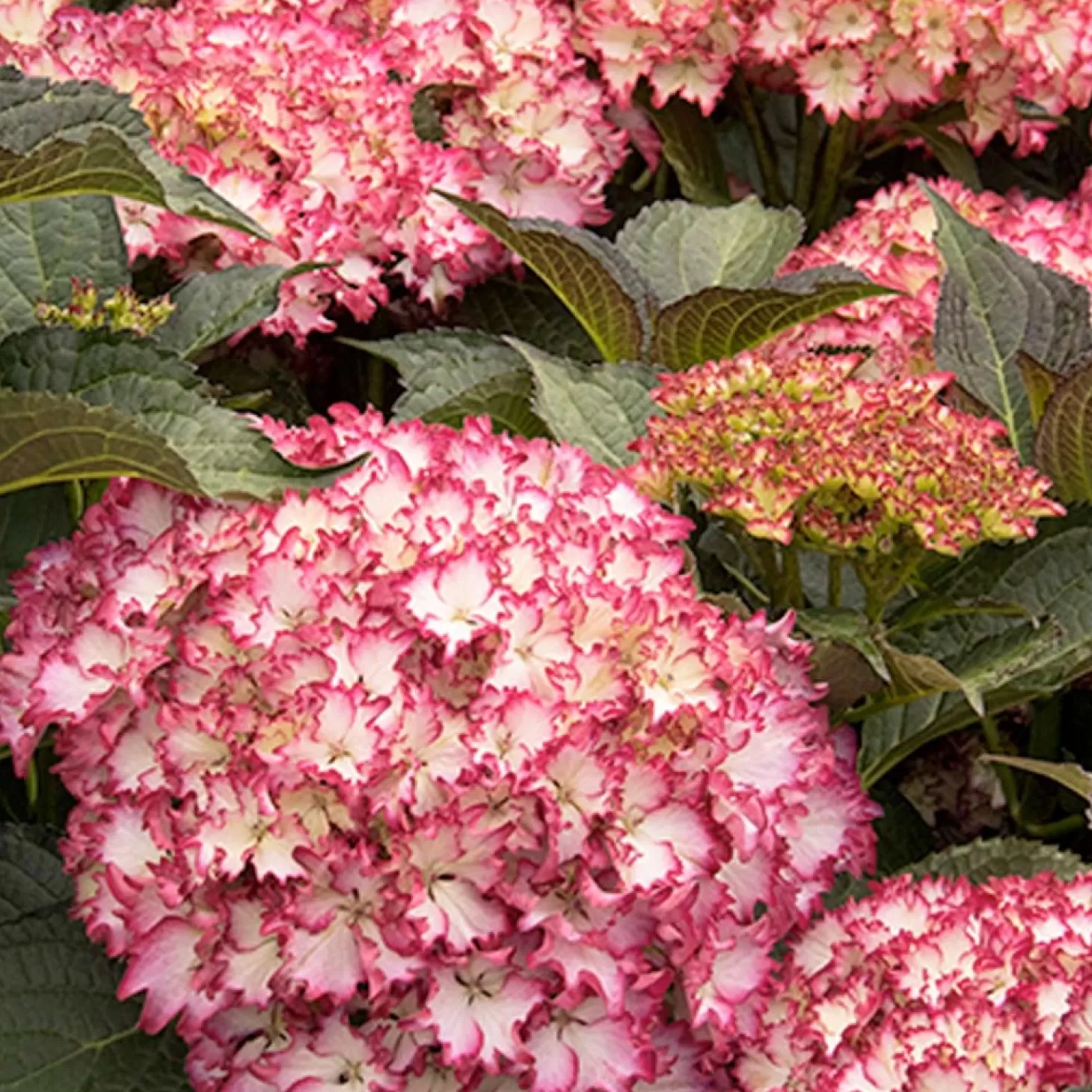 Landscape Plants>Roger's Gardens Hydrangea 'Cape Lookout'® Pp - Cape Lookout Hydrangea - 5 Gallon