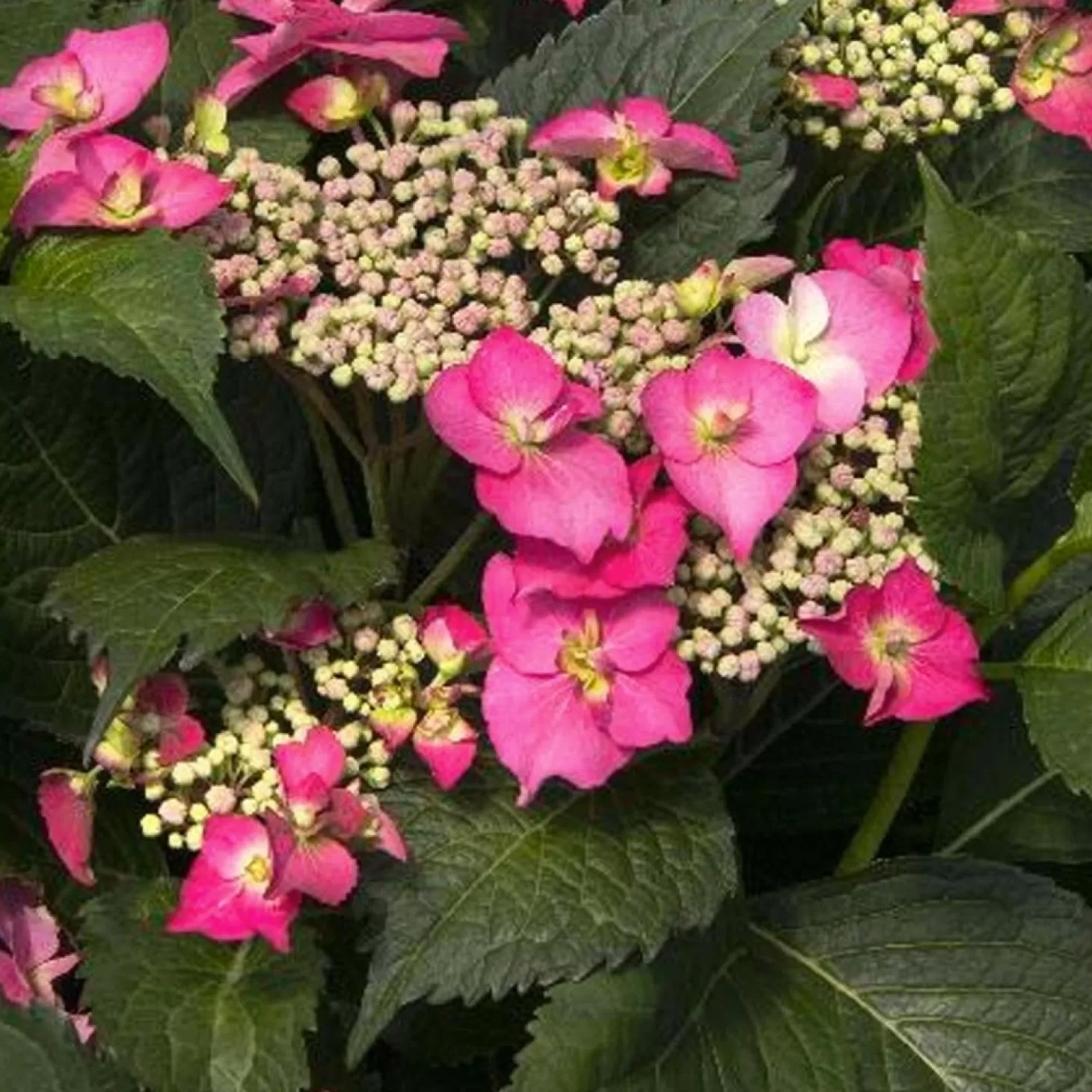 Landscape Plants>Roger's Gardens Hydrangea 'Cape May'® Pp - Cape May Hydrangea - 2 Gallon