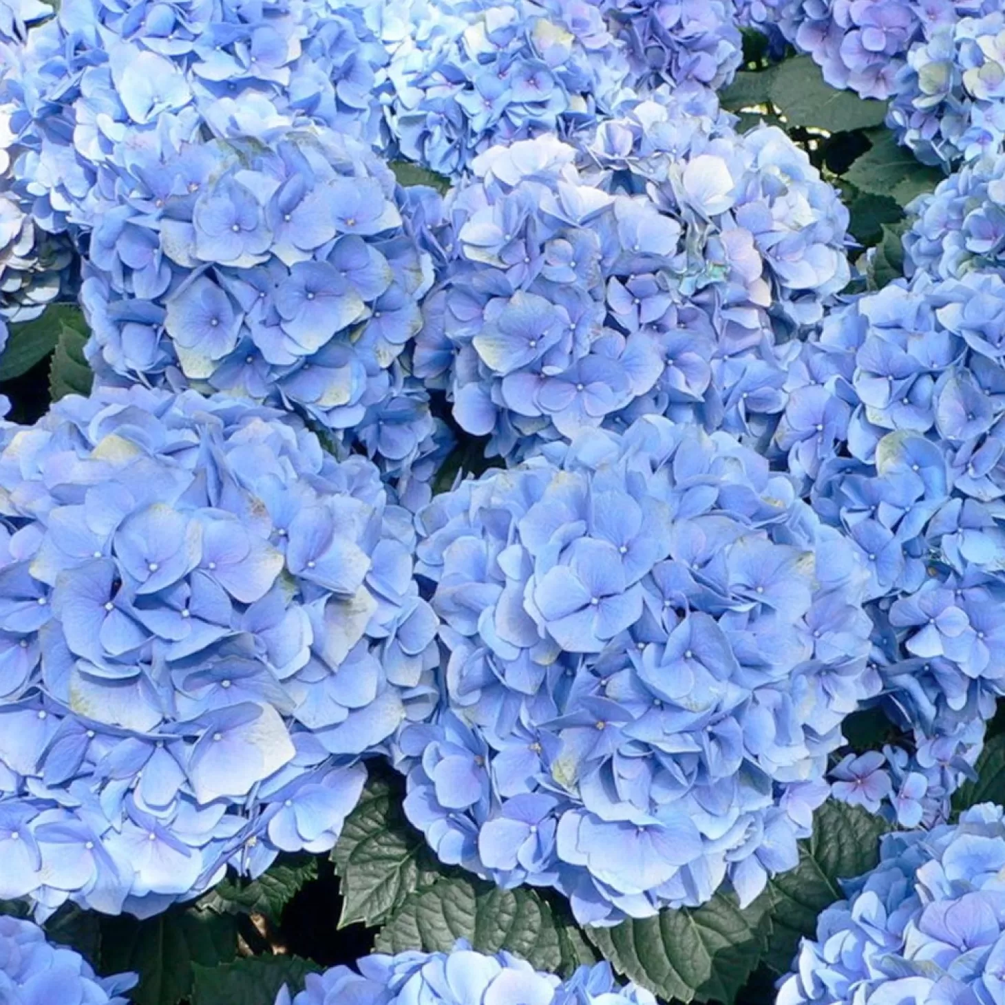 Landscape Plants>Roger's Gardens Hydrangea 'Enchantress'® Pp - Blue Enchantress Hydrangea - 2 Gallon