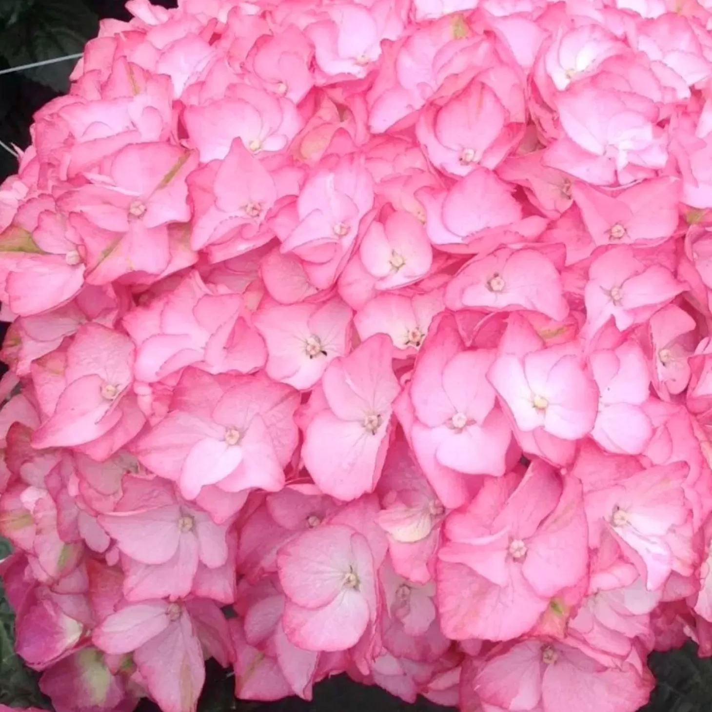 Landscape Plants>Roger's Gardens Hydrangea 'Hamptons'® Pp - Hamptons Hydrangea - 2 Gallon