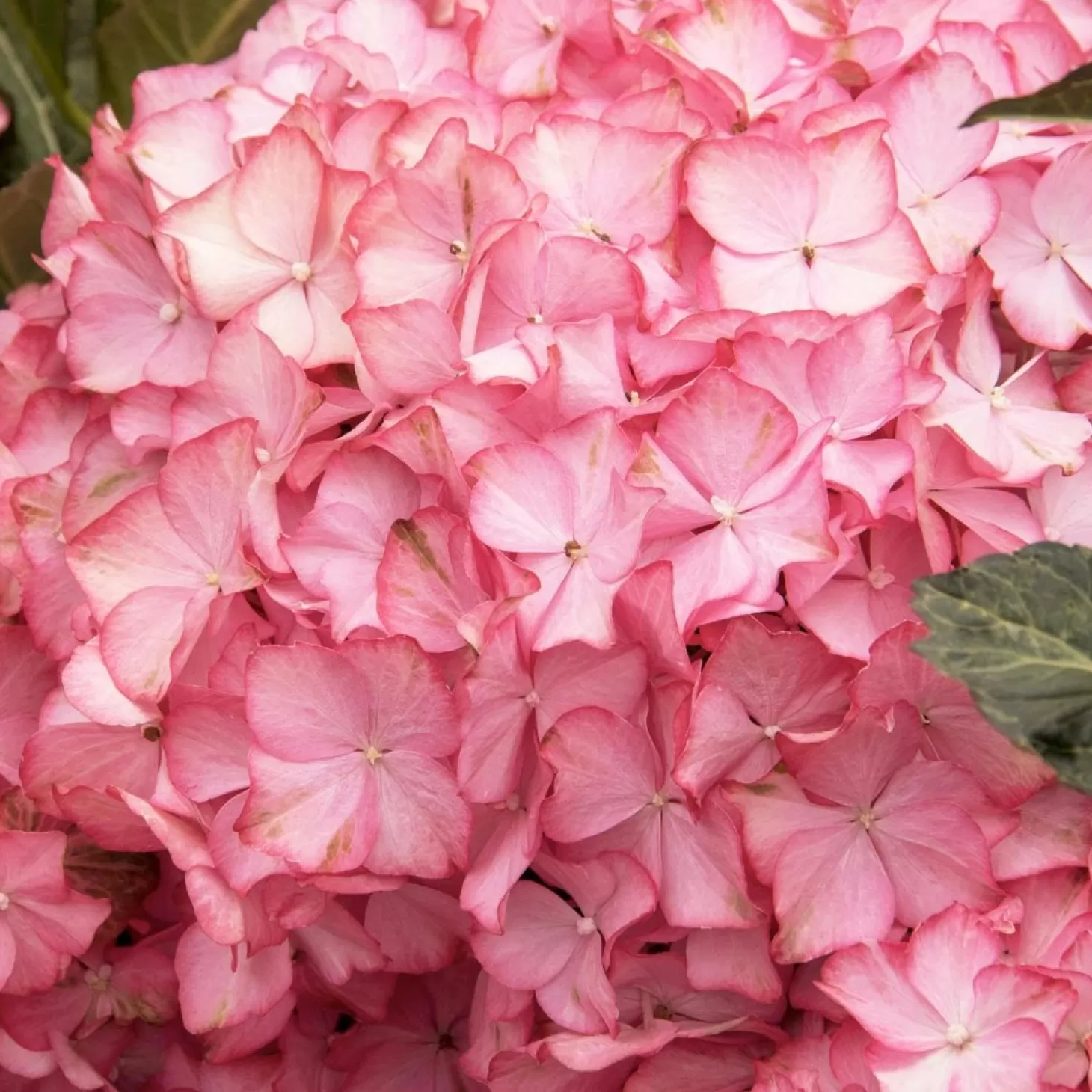 Landscape Plants>Roger's Gardens Hydrangea 'Hamptons'® Pp - Hamptons Hydrangea - 5 Gallon