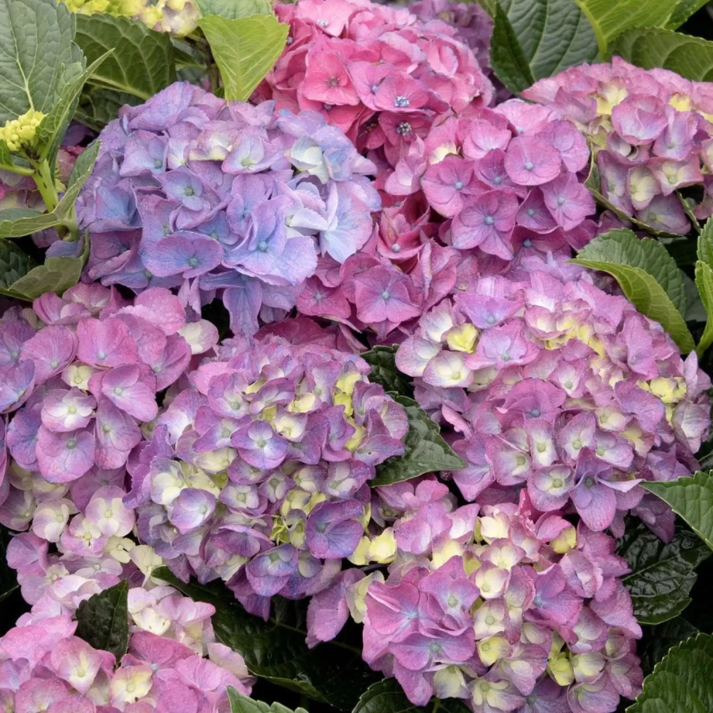 Landscape Plants>Roger's Gardens Hydrangea 'Newport'® Pp - Newport Hydrangea - 5 Gallon