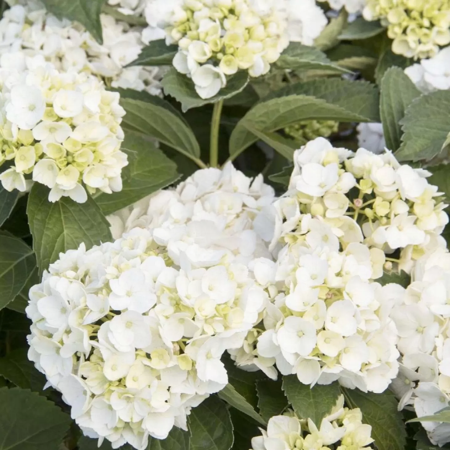 Landscape Plants>Roger's Gardens Hydrangea 'White' - White Bigleaf Hydrangea - 5 Gallon