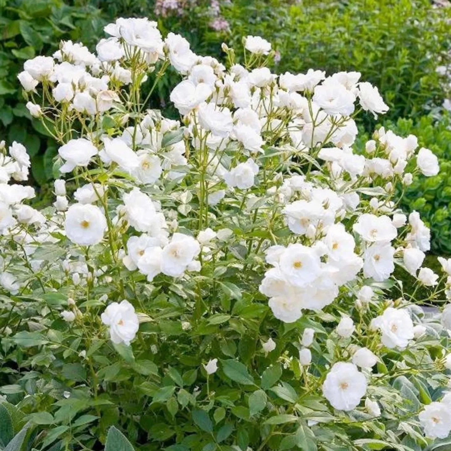 Roses>Roger's Gardens Iceberg 36" - 5 Gallon