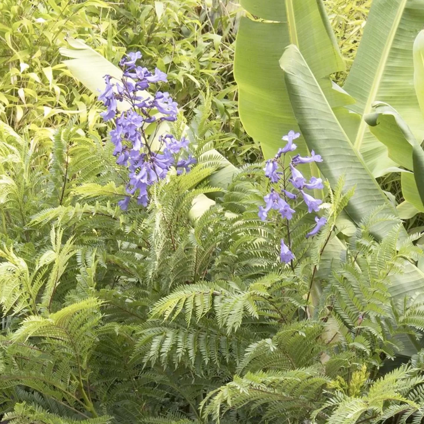 Landscape Plants>Roger's Gardens Jacaranda 'Bonsai Blue' Pp - Bonsai Blue Jacaranda - 5 Gallon