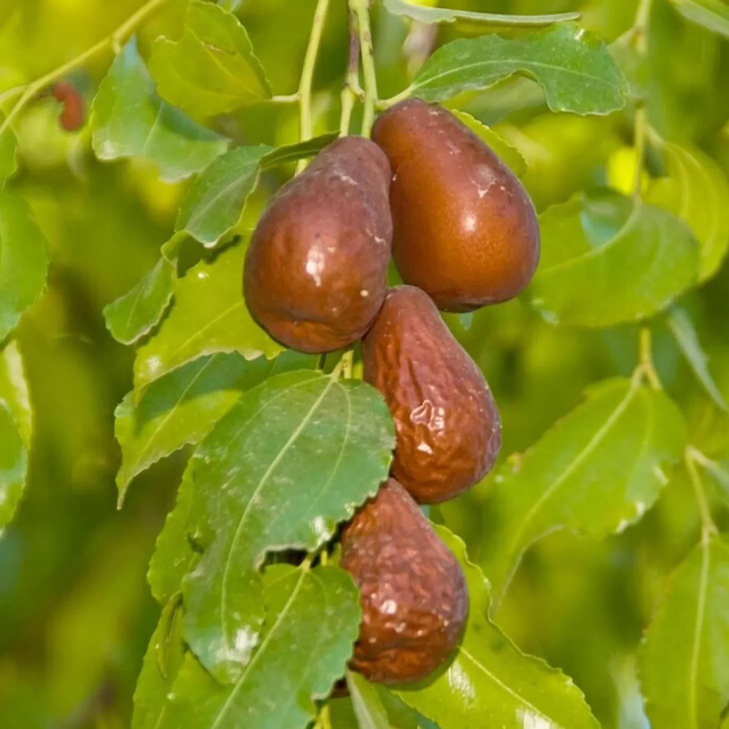 Fruit Trees>Roger's Gardens Jujube 'Lang' - #5 Gallon