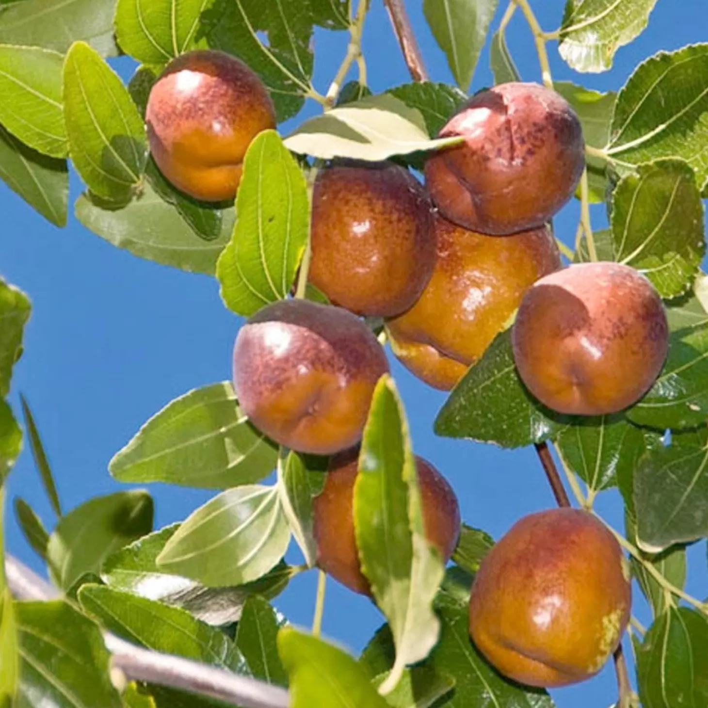 Fruit Trees>Roger's Gardens Jujube 'Li' - #5 Gallon