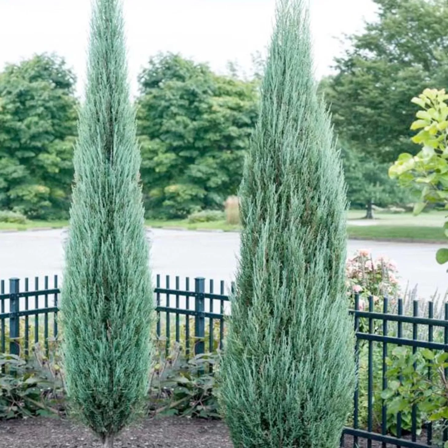 Landscape Plants>Roger's Gardens Juniperus 'Blue Arrow' - Blue Arrow Juniper - 10 Gallon