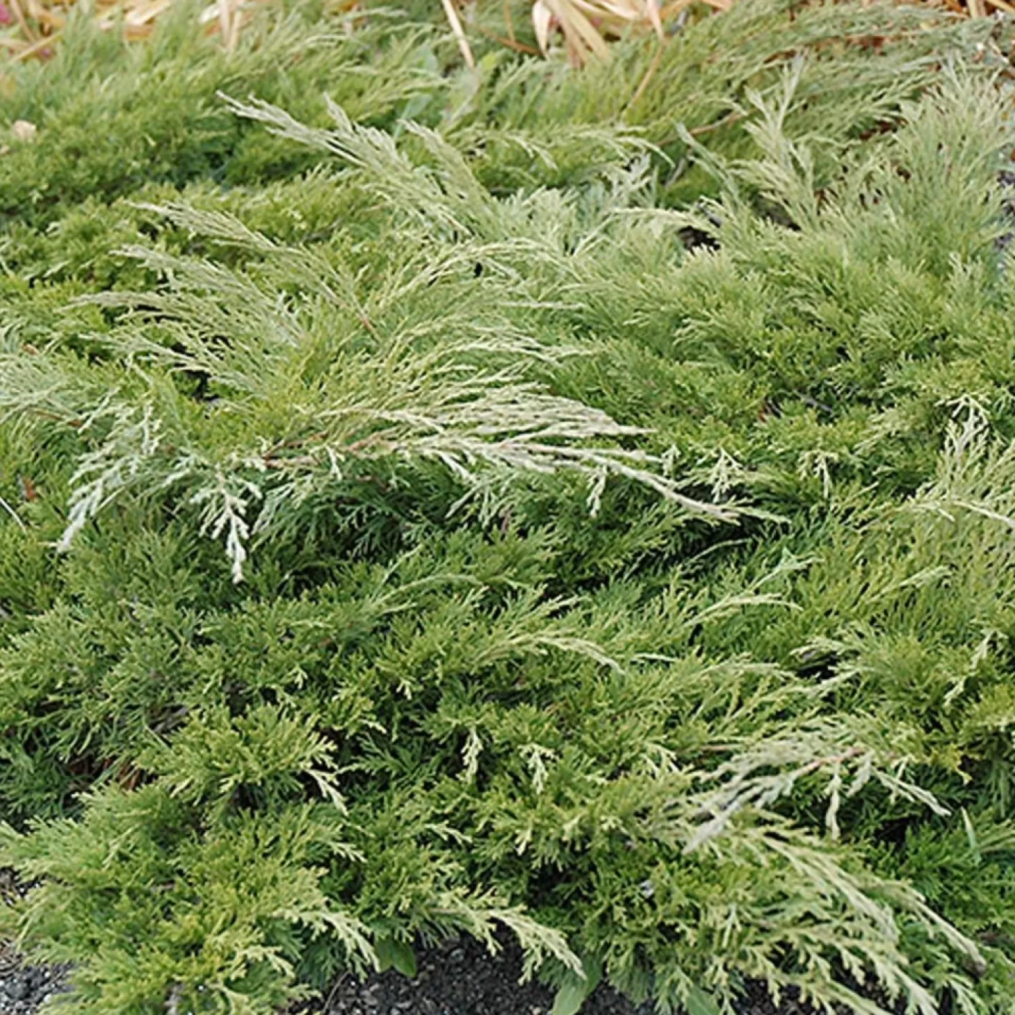 Landscape Plants>Roger's Gardens Juniperus 'Calgary Carpet'® - Calgary Carpet Juniper - 2 Gallon