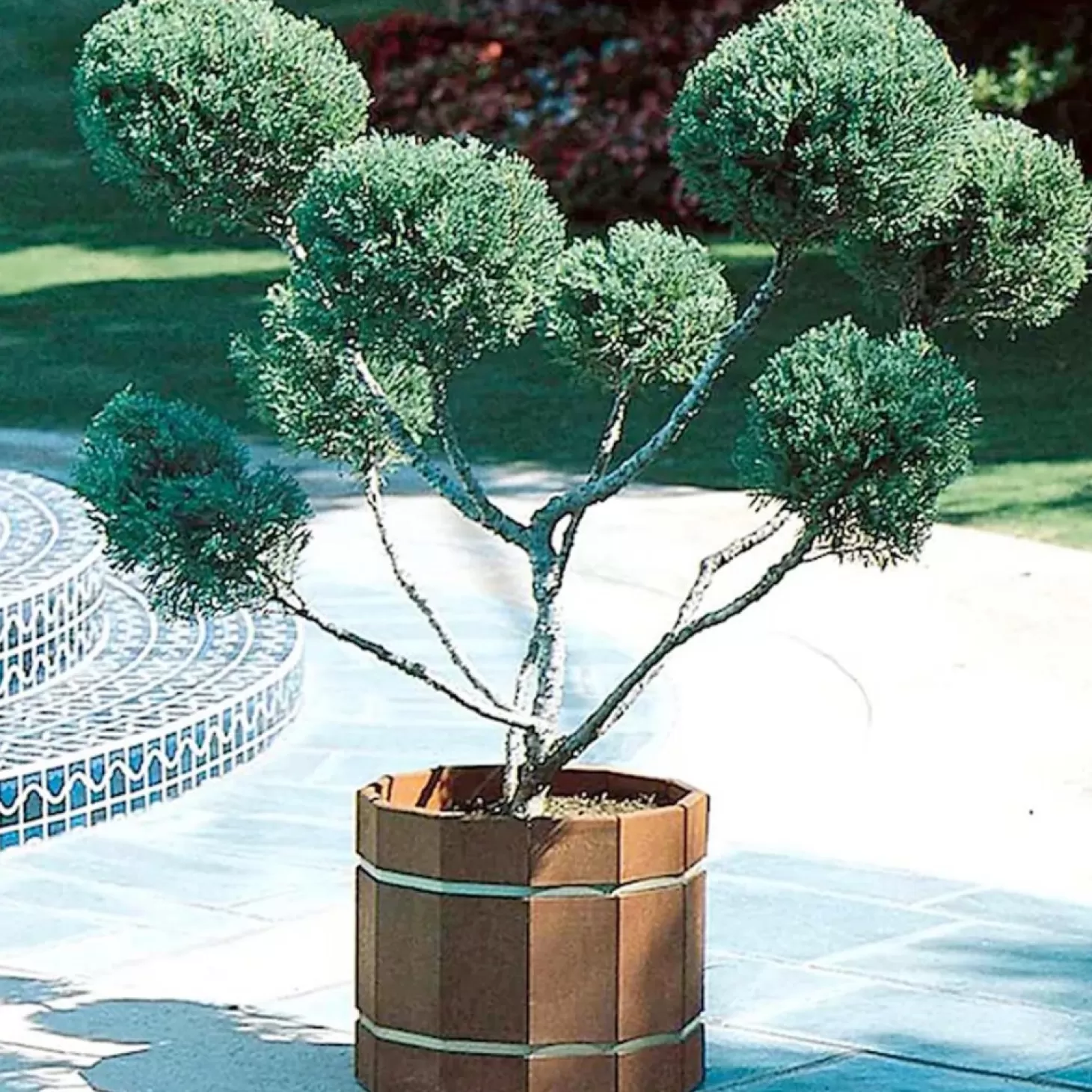 Landscape Plants>Roger's Gardens Juniperus Chin. 'Mint Julep'® - Mint Julep Juniper - 1 Gallon