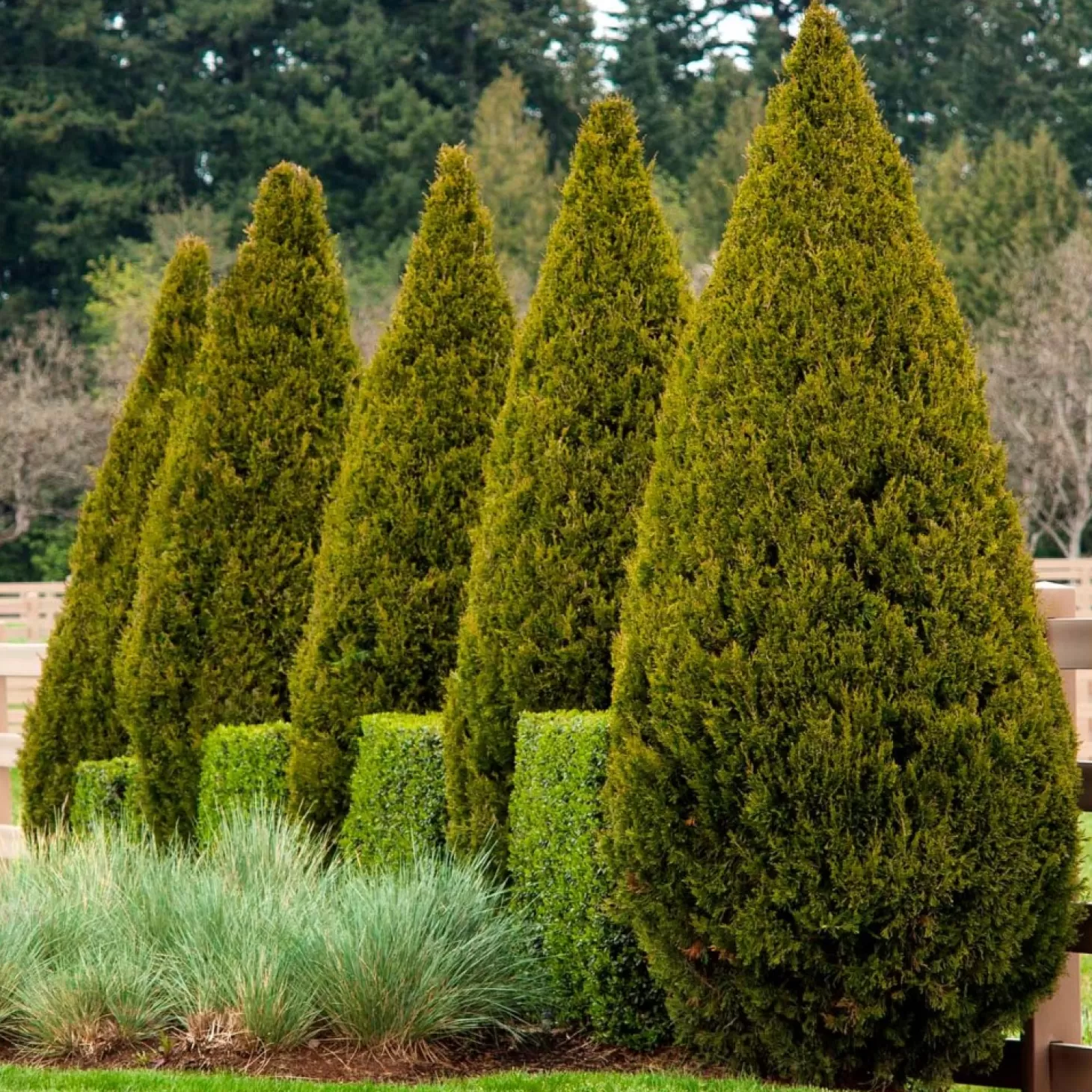 Landscape Plants>Roger's Gardens Juniperus Chinensis 'spartan' - Spartan Juniper - 5 Gallon