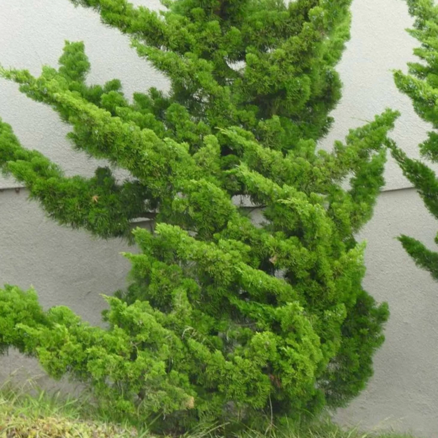 Landscape Plants>Roger's Gardens Juniperus Chinensis 'Torulosa' - Hollywood Juniper - 15 Gallon