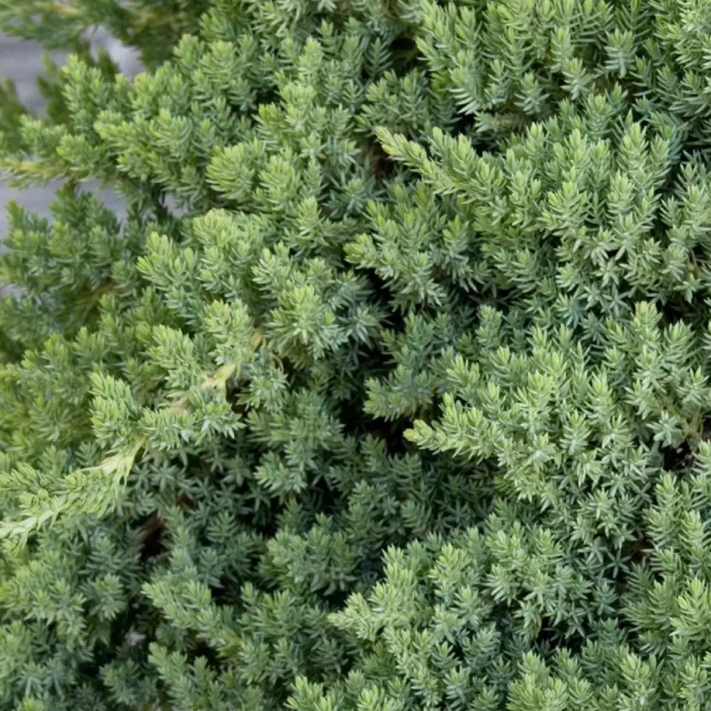 Landscape Plants>Roger's Gardens Juniperus Procumbens 'Nana' - Dwarf Japanese Garden Juniper - 2 Gallon