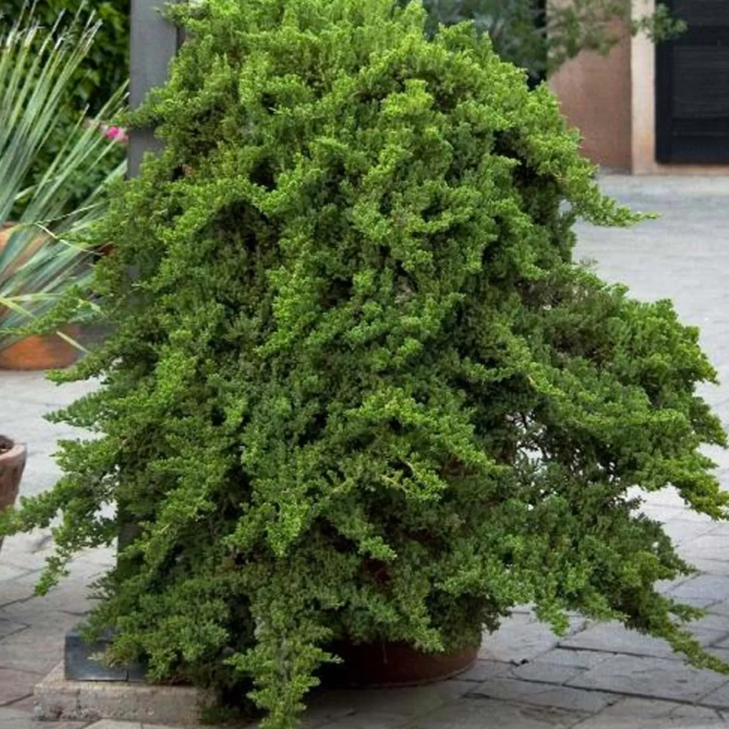 Landscape Plants>Roger's Gardens Juniperus Procumbens 'Nana' - Dwarf Japanese Garden Juniper - 5 Gallon