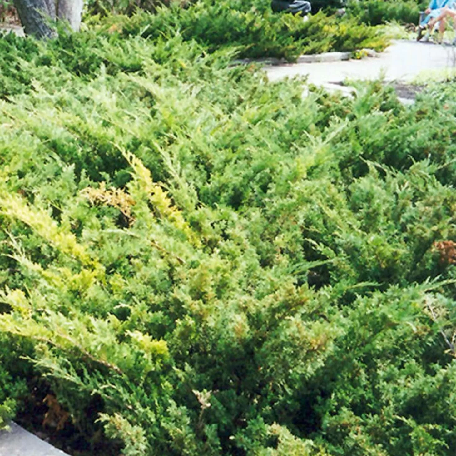 Landscape Plants>Roger's Gardens Juniperus Sabina 'Arcadia' - Arcadia Juniper - 2 Gallon