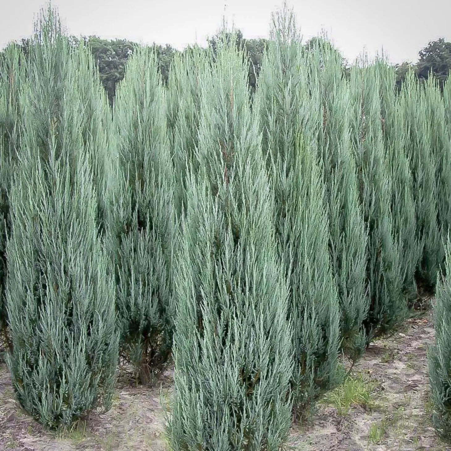 Landscape Plants>Roger's Gardens Juniperus Scop. 'Blue Arrow' - Blue Arrow Juniper - 15 Gallon