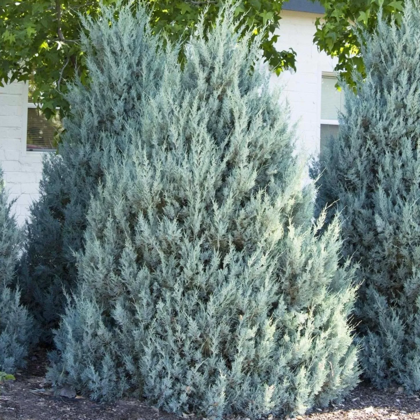 Landscape Plants>Roger's Gardens Juniperus Scop. 'Wichita Blue' - Wichita Blue Juniper - 5 Gallon