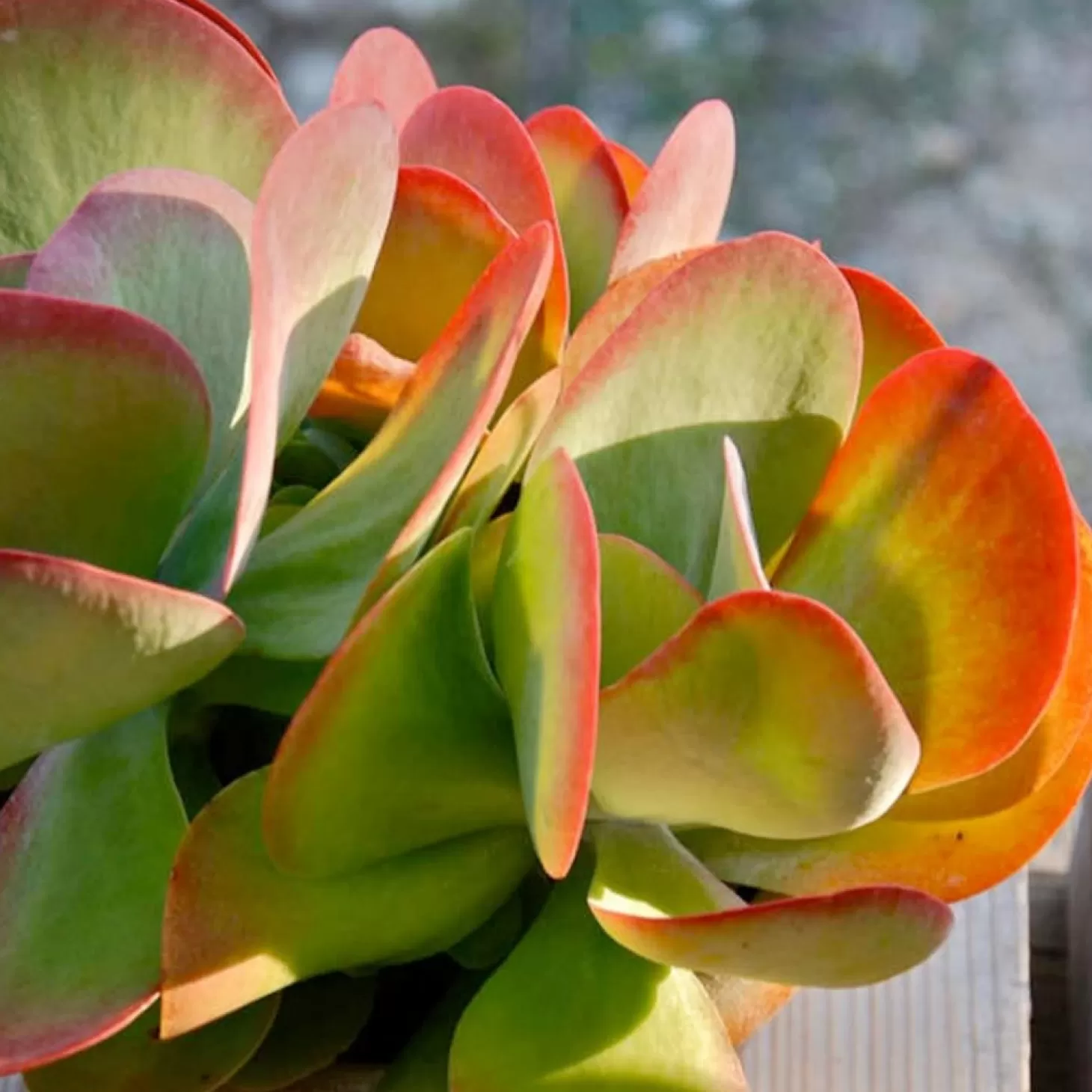 Landscape Plants>Roger's Gardens Kalanchoe 'Desert Rose' - Desert Rose Paddle Plant - 2 Gallon