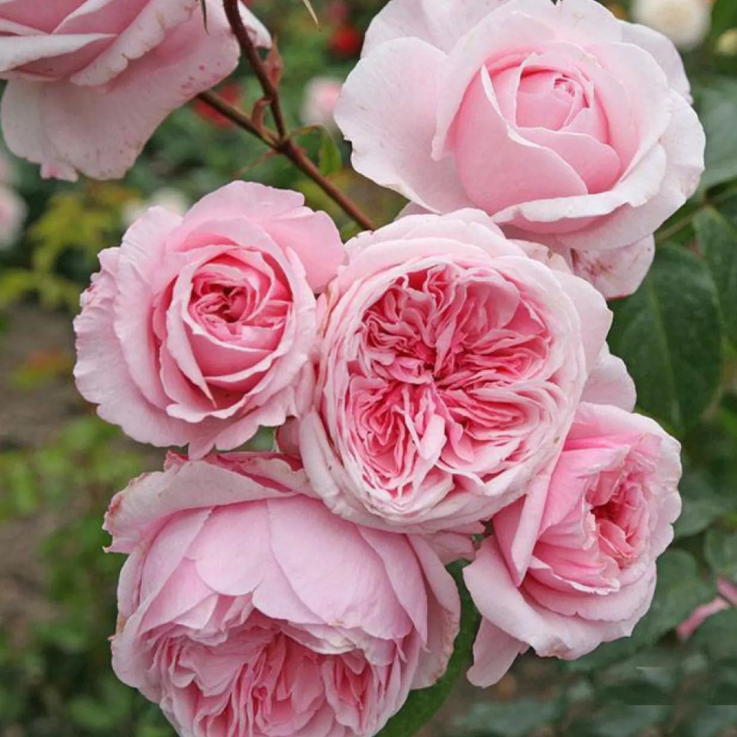 Roses>Roger's Gardens Kiss Me Kate - 5 Gallon - Staked