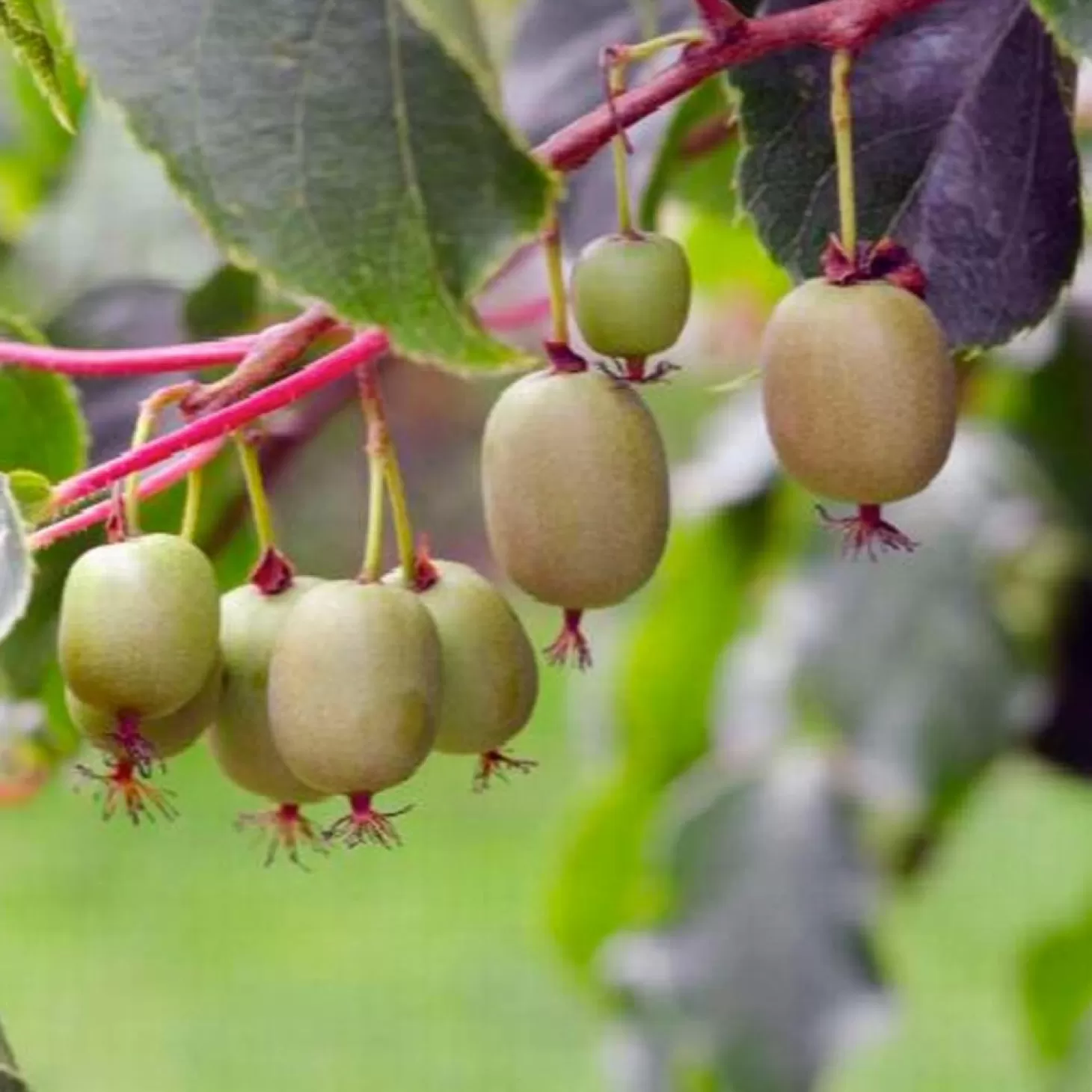 Landscape Plants>Roger's Gardens Kiwi 'Magic Arguta'® - Kiwi Fruit - 5 Gallon