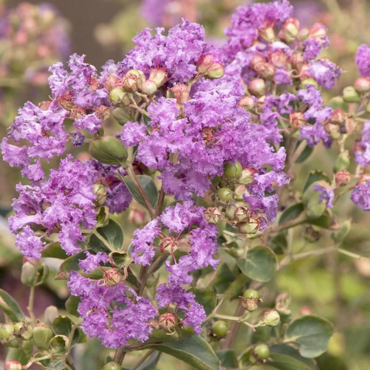 Landscape Plants>Roger's Gardens Lagerstroemia Indica 'Catawba' - Catawba Crape Myrtle - 5 Gallon