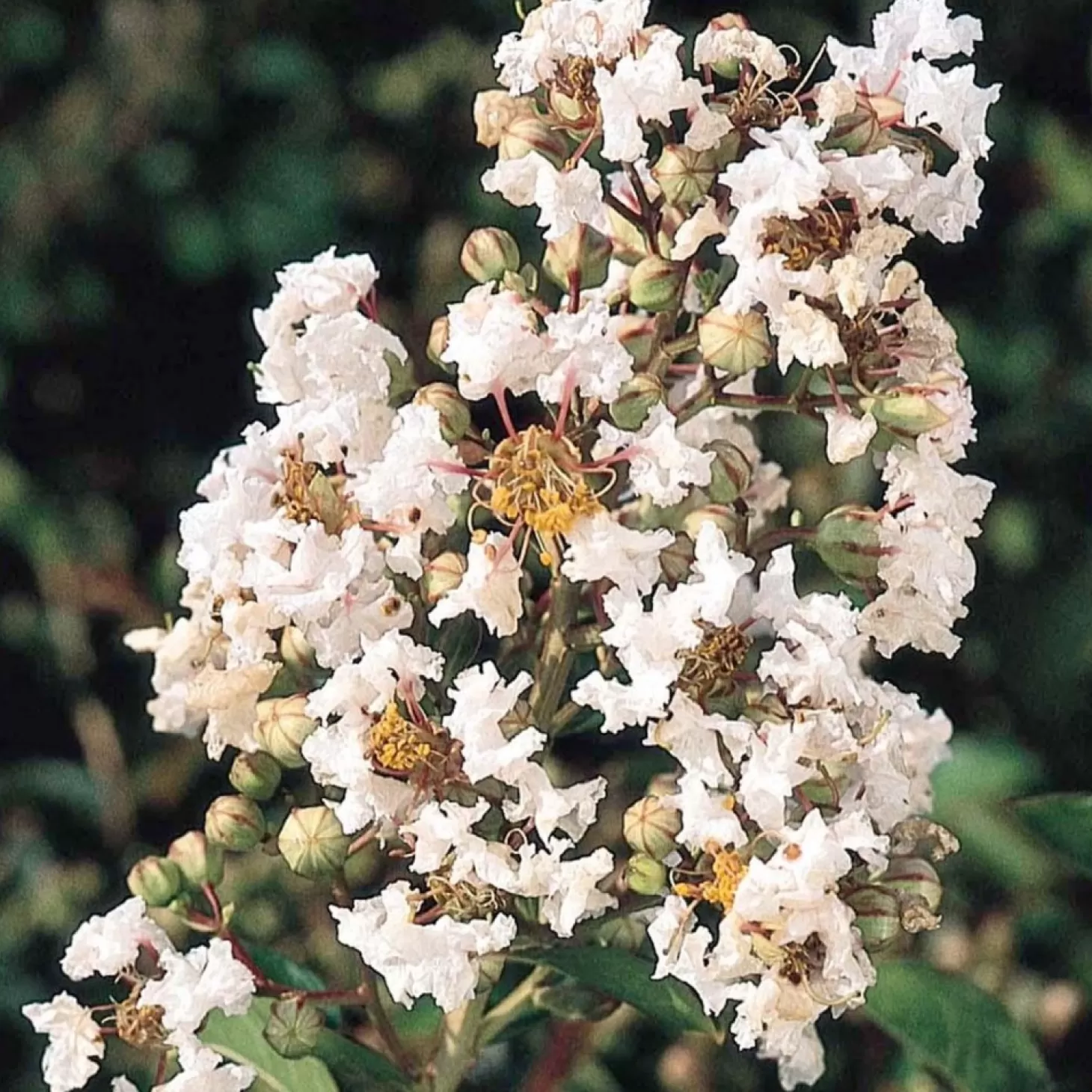 Landscape Plants>Roger's Gardens Lagerstroemia 'Petite Snow'™ - Petite Snow Crape Myrtle - 5 Gallon