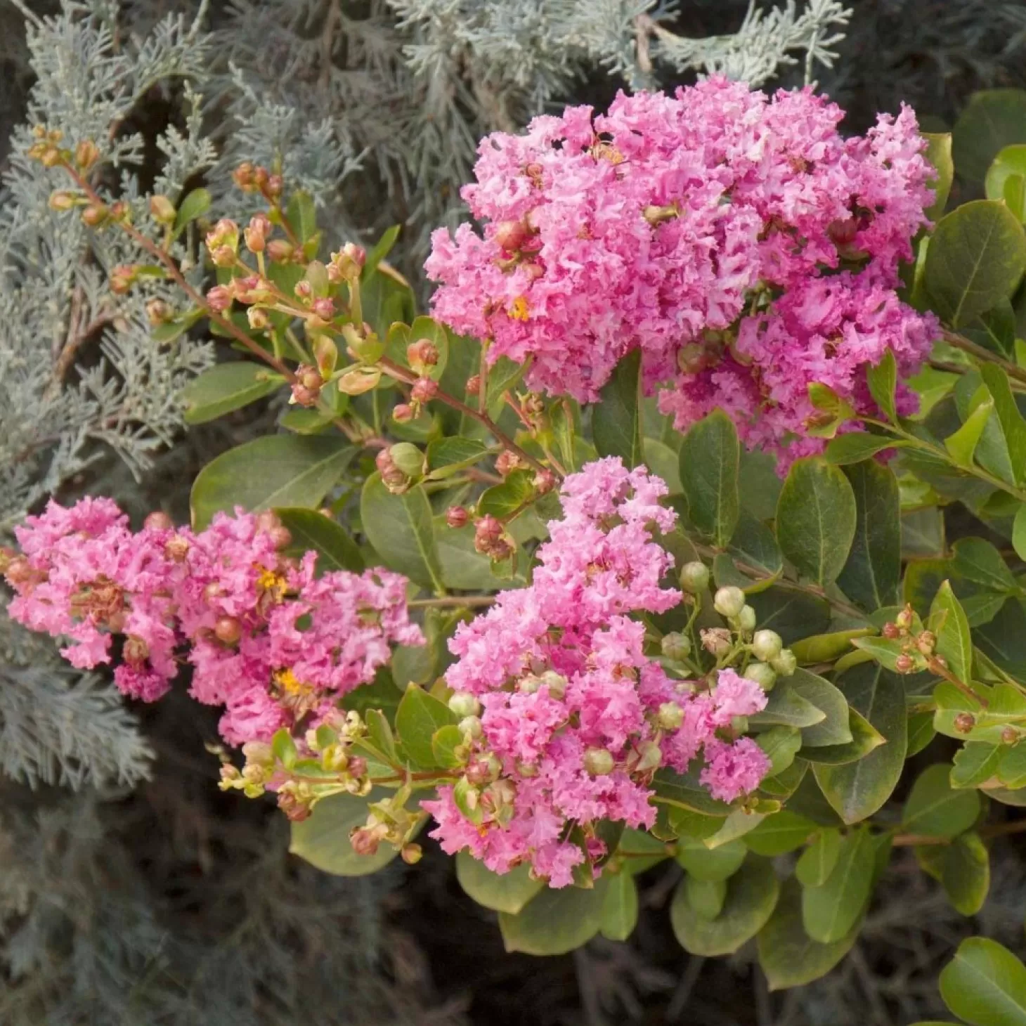 Landscape Plants>Roger's Gardens Lagerstroemia 'Pinkie'™ - Petite Pinkie Crape Myrtle - 5 Gallon