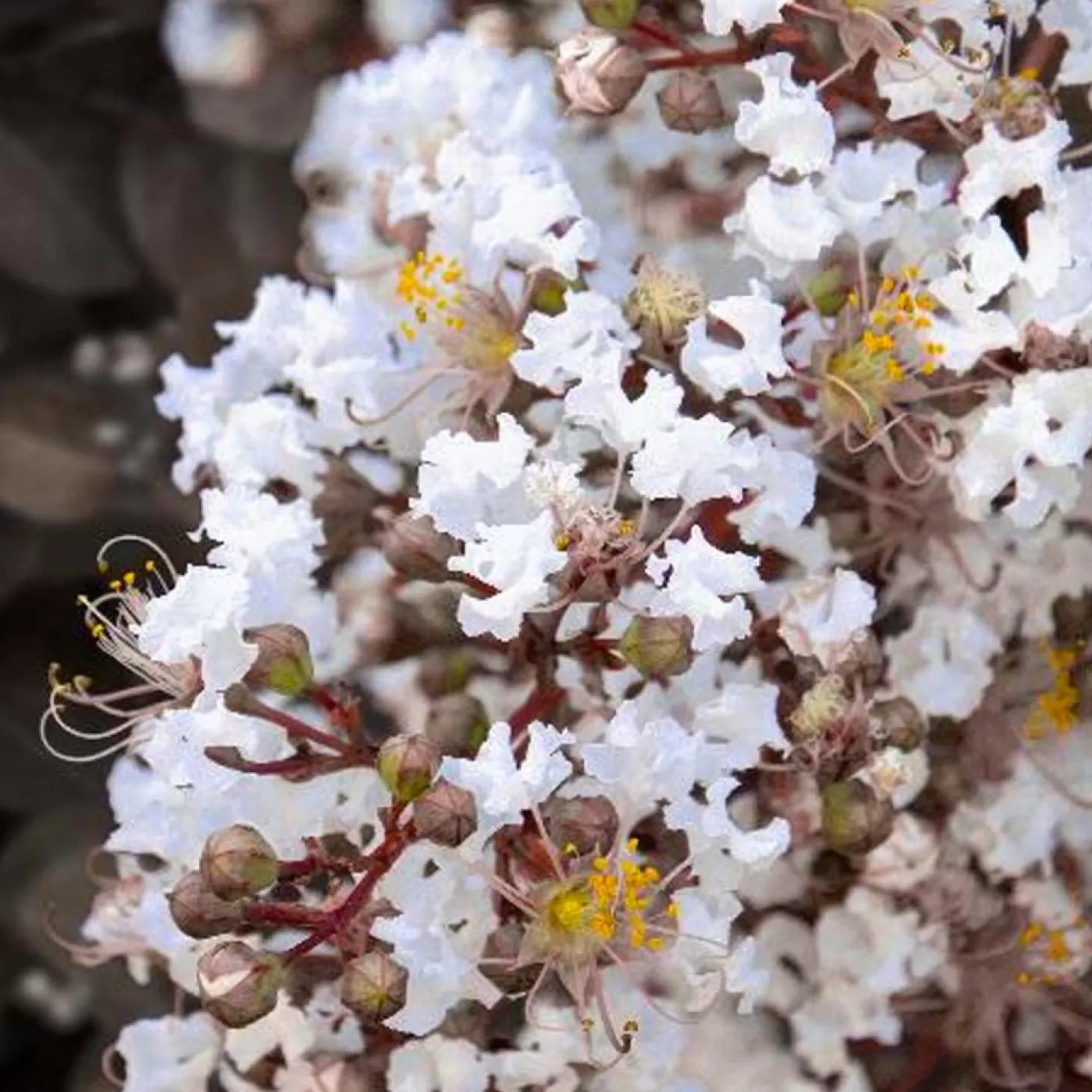 Landscape Plants>Roger's Gardens Lagerstroemia 'summer Grape'™ - Summerlasting Coconut Crape Myrtle - Patio Tree