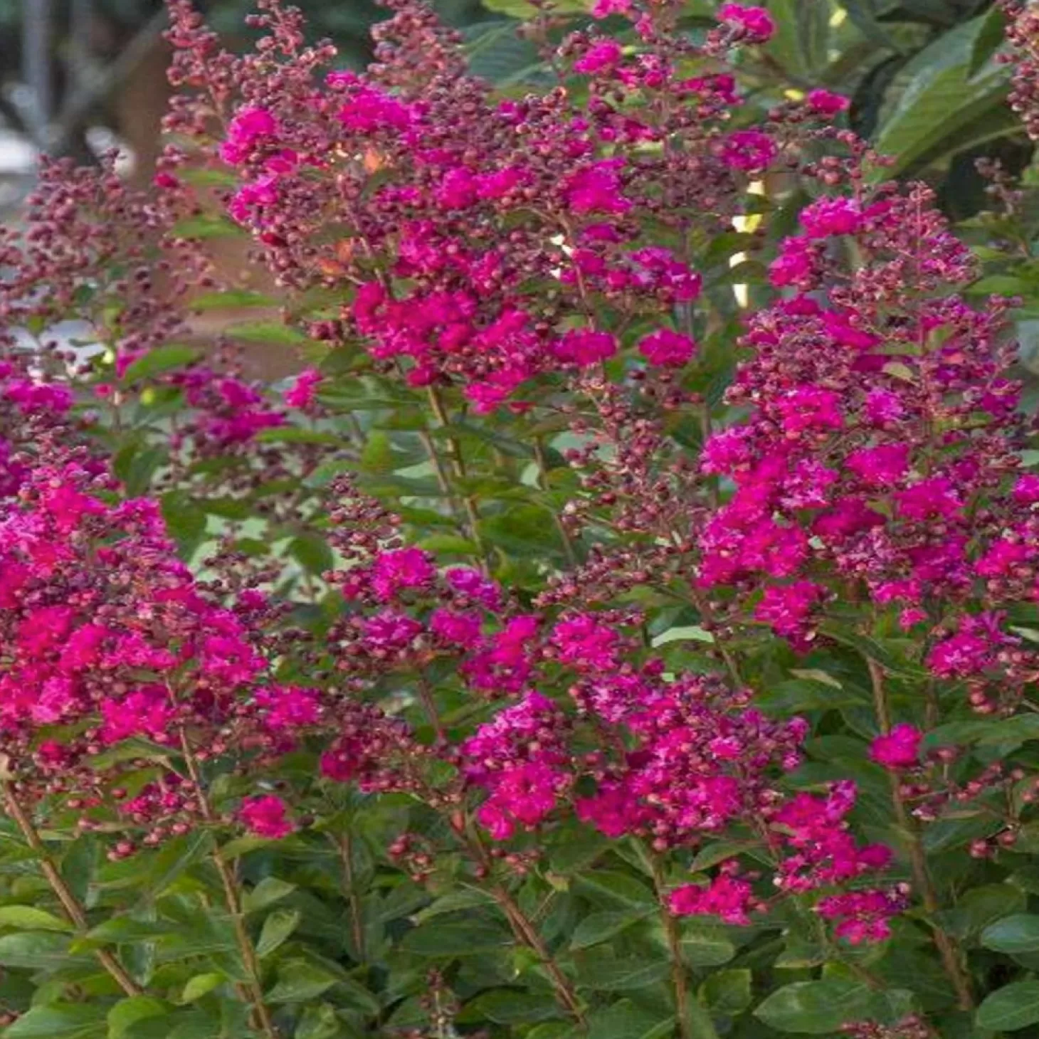 Landscape Plants>Roger's Gardens Lagerstroemia 'Tonto' - Tonto Crape Myrtle - 5 Gallon