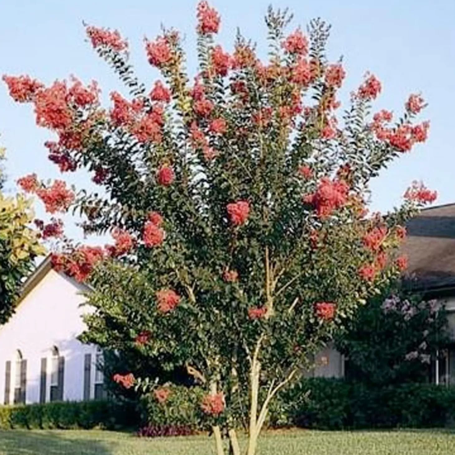 Landscape Plants>Roger's Gardens Lagerstroemia 'Tuscarora' - Tuscarora Crape Myrtle - 5 Gallon