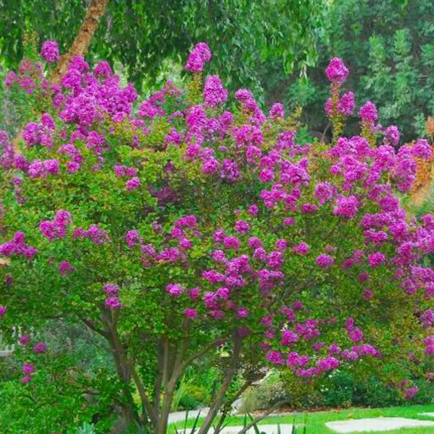 Landscape Plants>Roger's Gardens Lagerstroemia 'Zuni' - Zuni Crape Myrtle - 5 Gallon