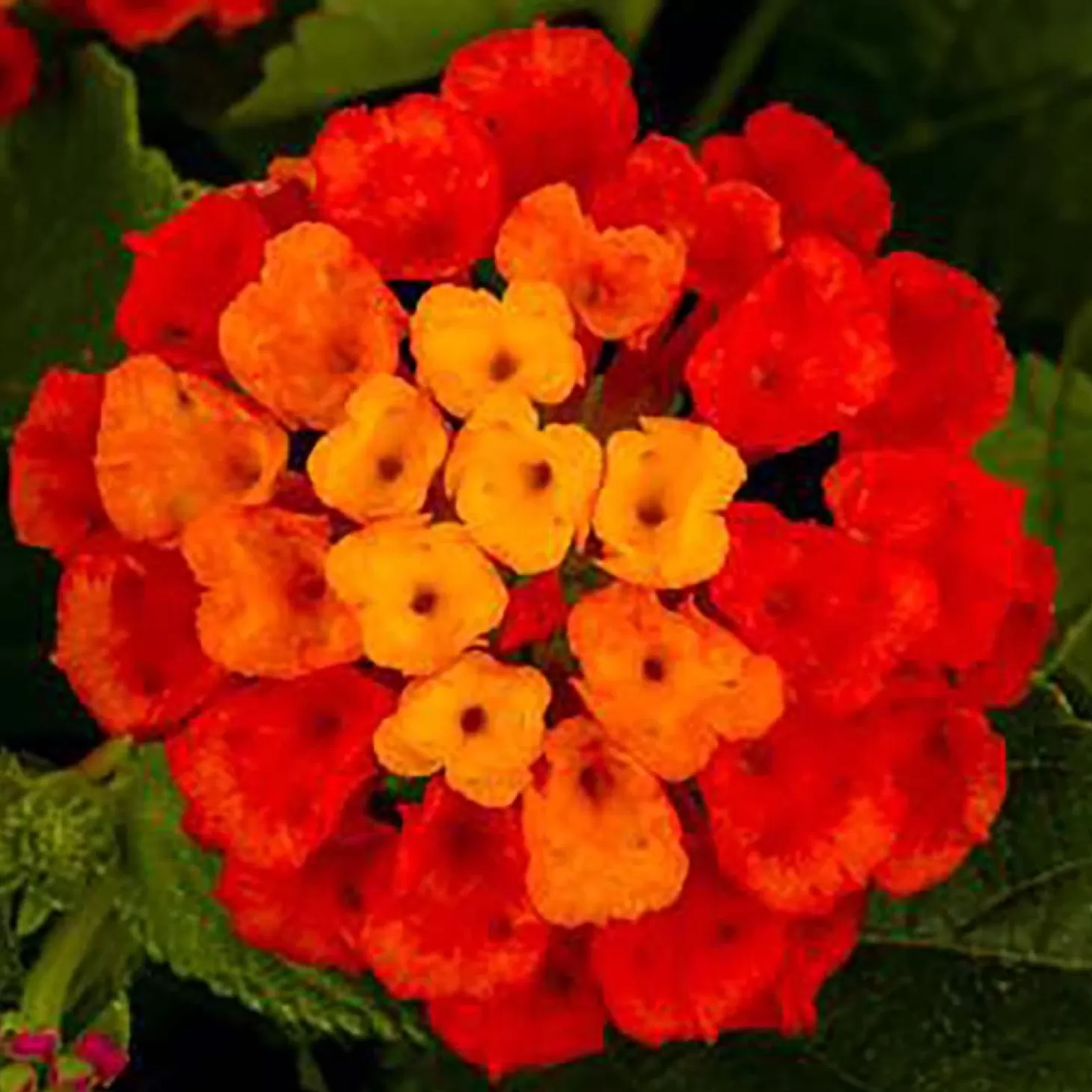 Hummingbird Plants>Roger's Gardens Lantana 'Hot Blooded Red' - 1 Gallon