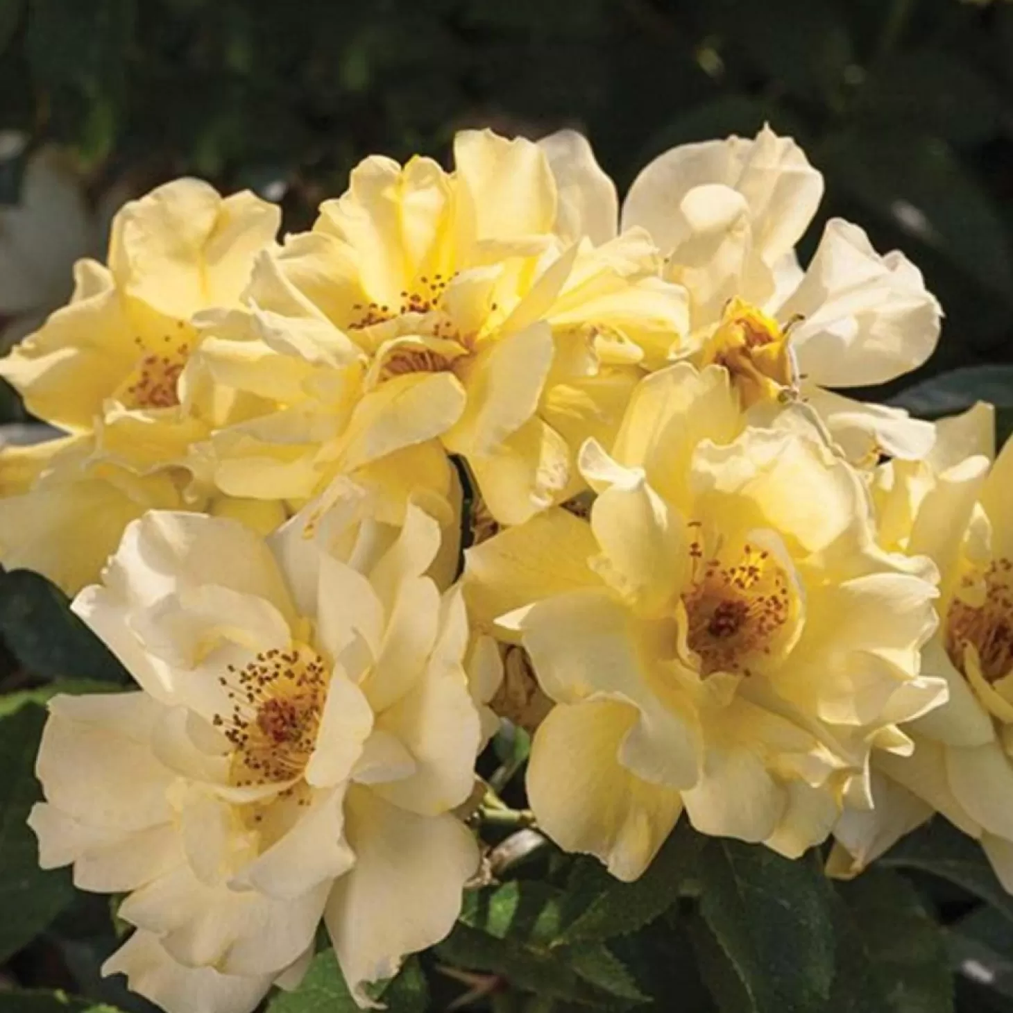 Roses>Roger's Gardens Lemon Drift - 2 Gallon