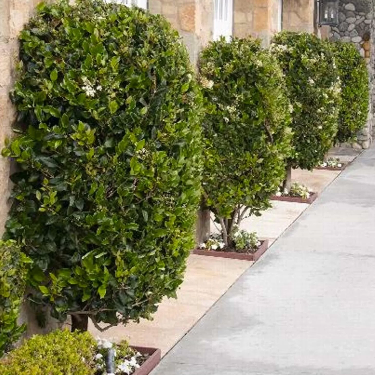 Landscape Plants>Roger's Gardens Ligustrum Texanum - Waxleaf Privet - 7 Gallon