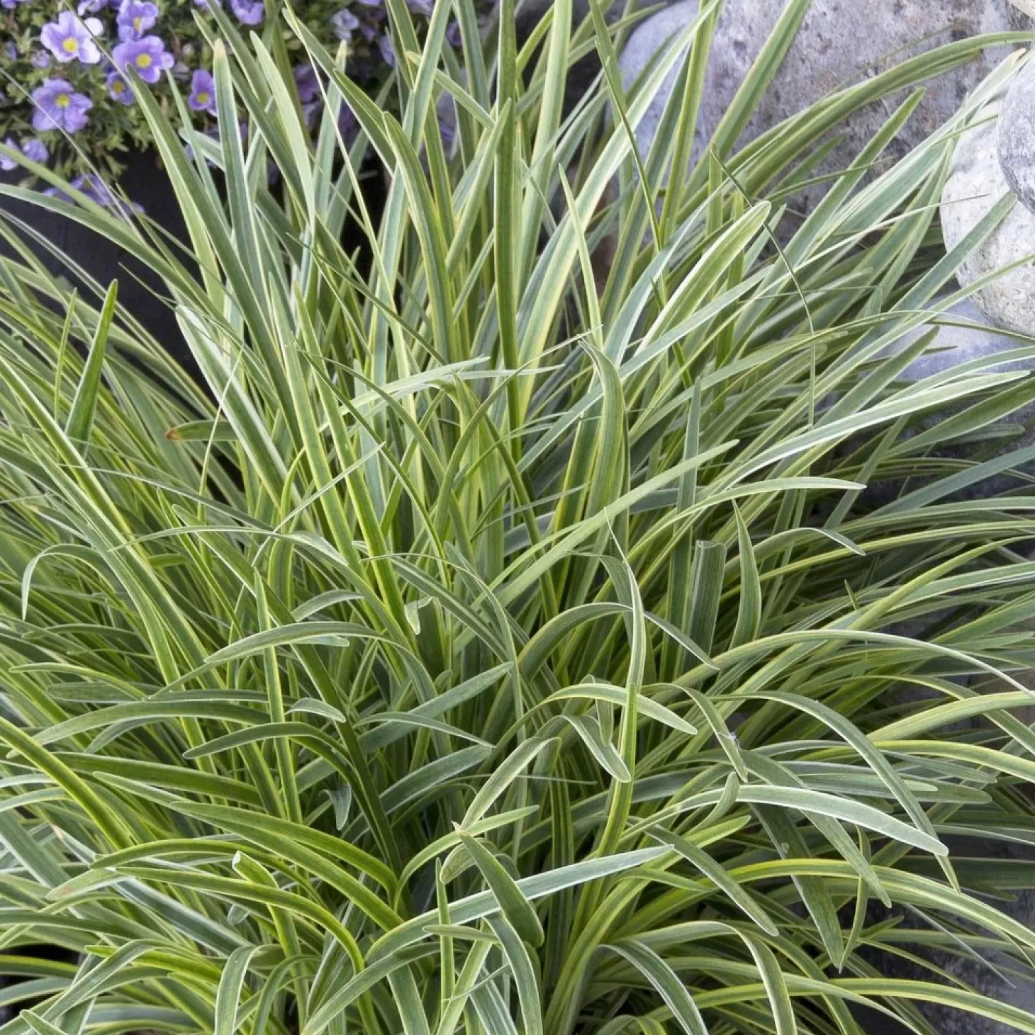 Landscape Plants>Roger's Gardens Liriope 'silvery Sunproof' - Silvery Sunproof Lilyturf - 1 Gallon