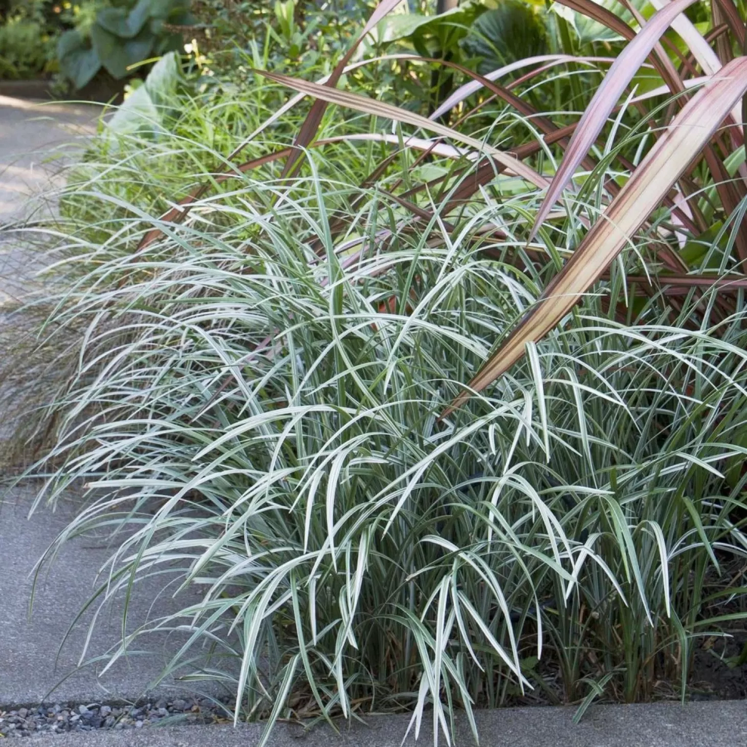 Landscape Plants>Roger's Gardens Liriope Spicata 'silver Dragon' - 1 Gallon