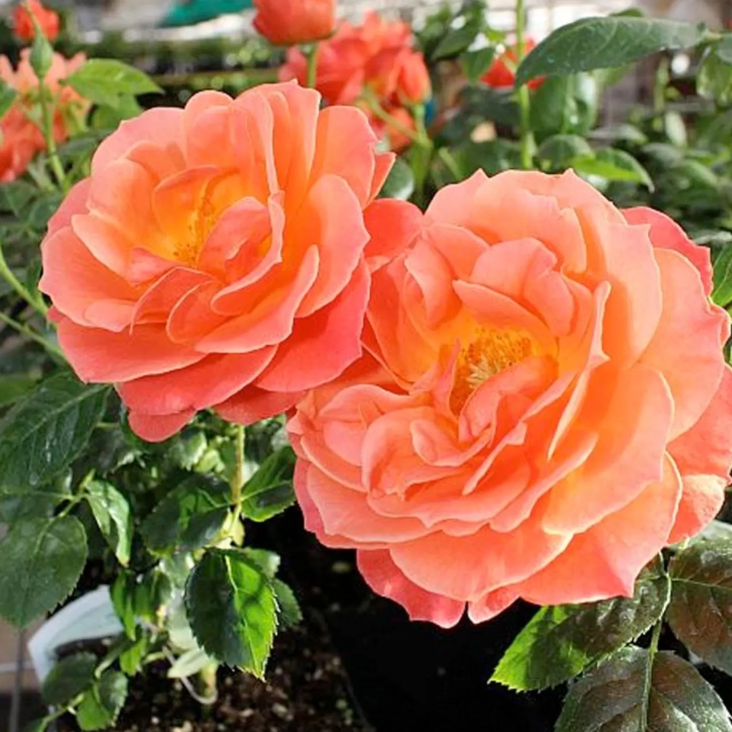 Roses>Roger's Gardens Livin' Easy - 15 Gallon