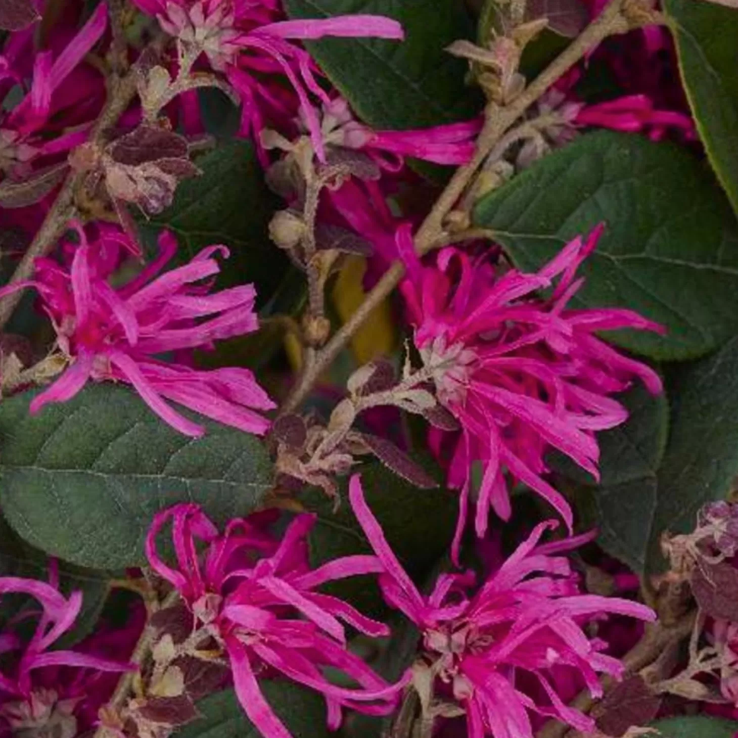 Landscape Plants>Roger's Gardens Loropetalum 'Razzleberri'® - Razzleberri Fringe Flower - 5 Gallon