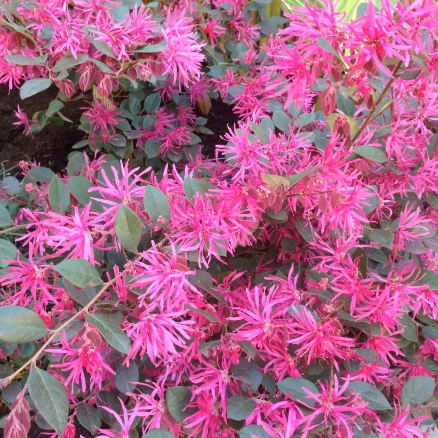 Landscape Plants>Roger's Gardens Loropetalum 'Razzleberri'® - Razzleberri Fringe Flower - 5 Gallon