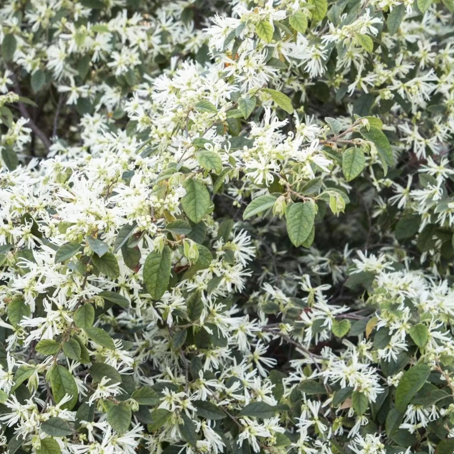 Landscape Plants>Roger's Gardens Loropetalum 'snow Panda' - Snow Panda Fringe Flower - 5 Gallon