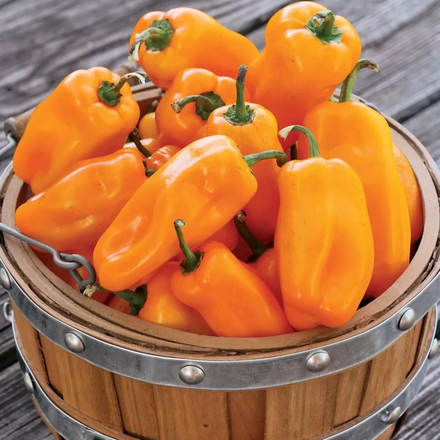 Peppers>Roger's Gardens Lunch Box Orange - 4" Pot