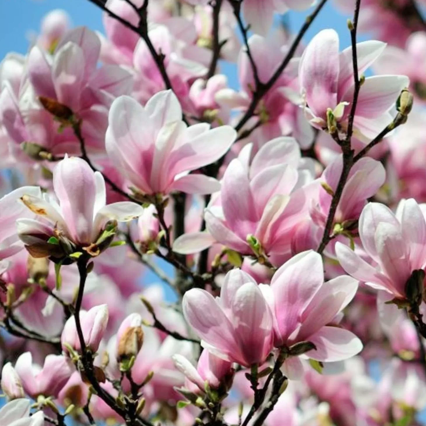 Landscape Plants>Roger's Gardens Magnolia 'Alexandrina' - Alexander Magnolia - 10 Gallon