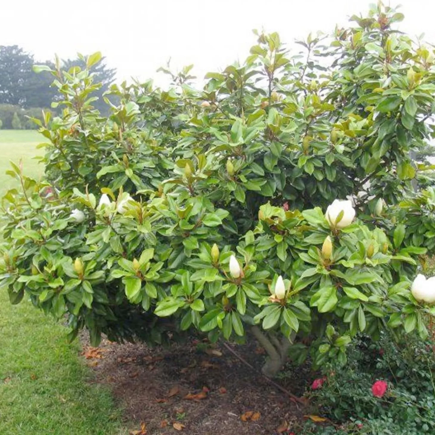 Landscape Plants>Roger's Gardens Magnolia 'Baby Grand'® - Baby Grand Magnolia - 5 Gallon