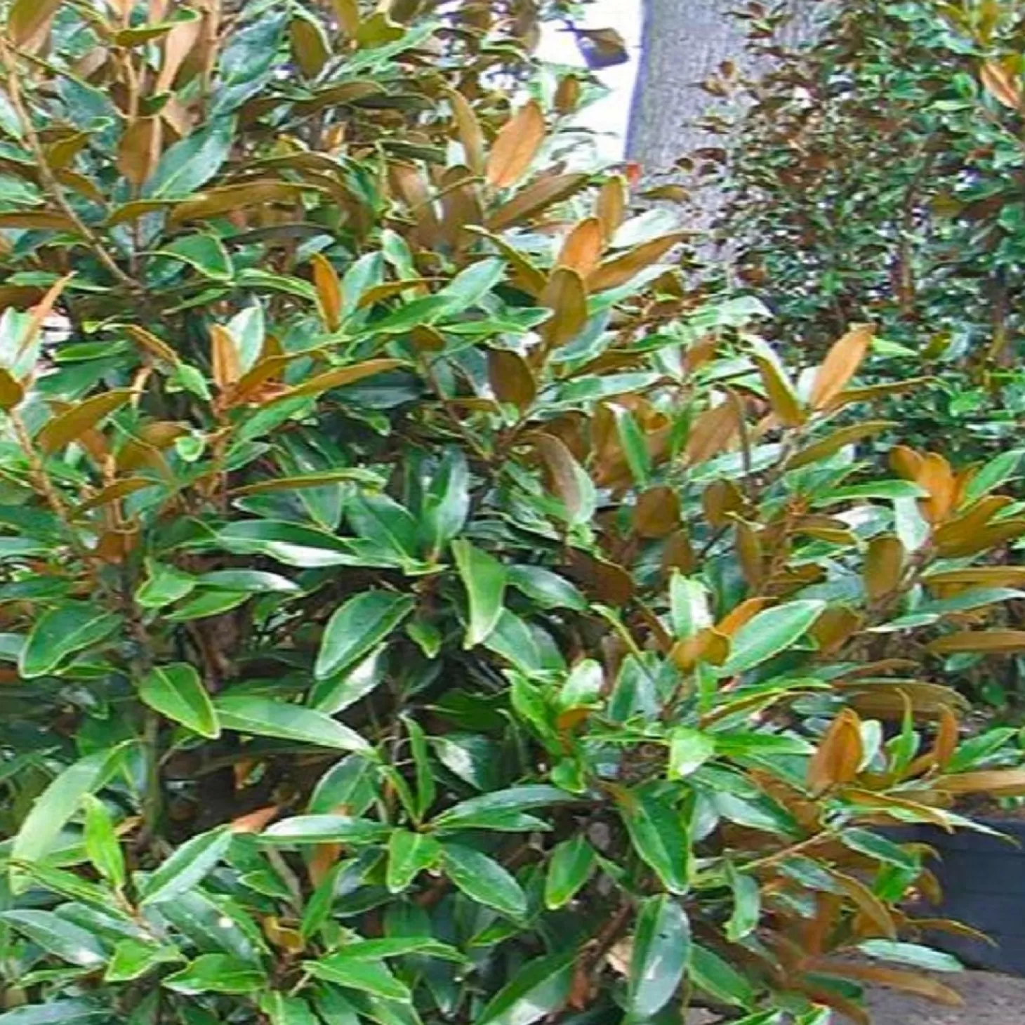 Landscape Plants>Roger's Gardens Magnolia Grandiflora™ - Alta Southern Magnolia™ - 5 Gallon