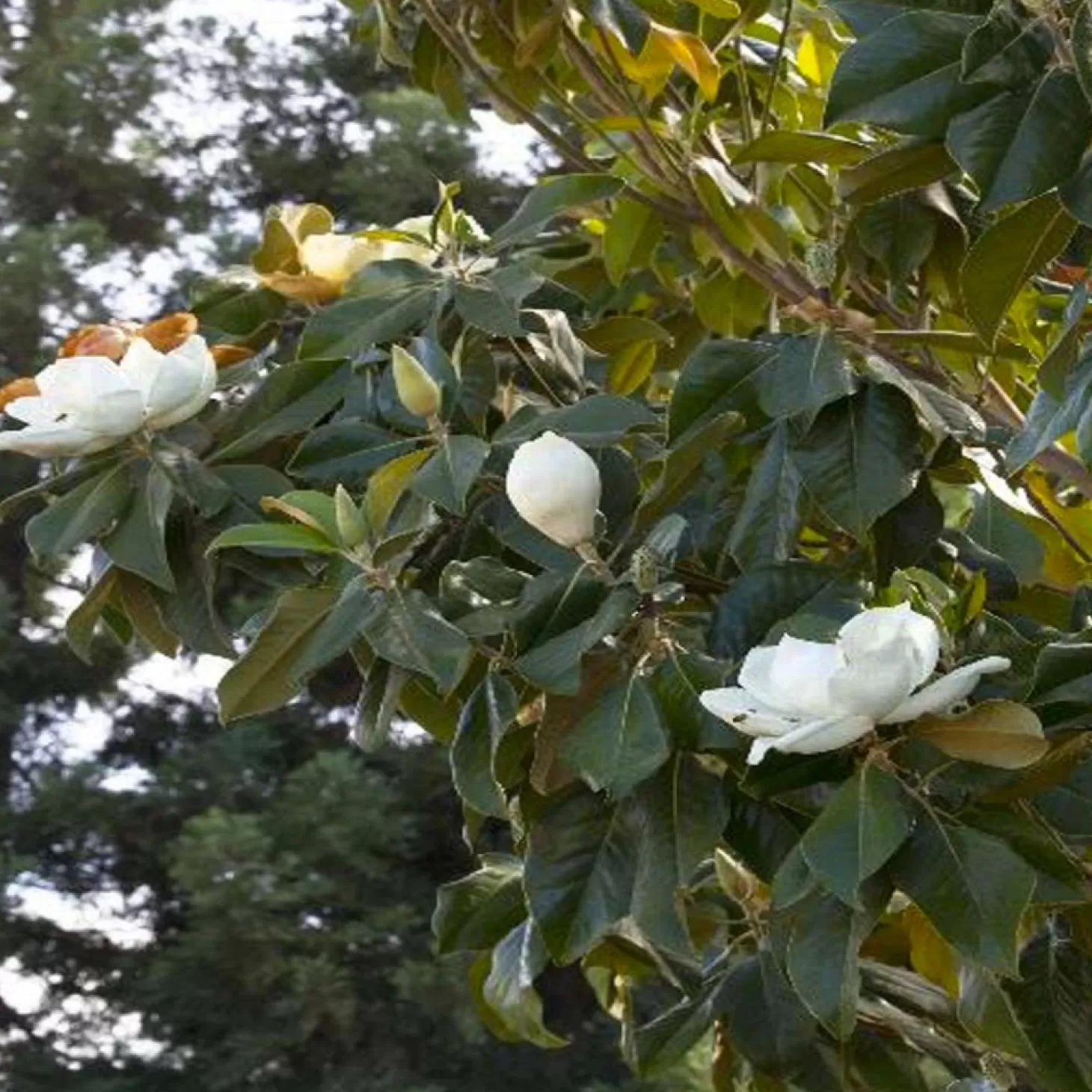 Landscape Plants>Roger's Gardens Magnolia Grandiflora - Majestic Beauty® Southern Magnolia - 5 Gallon