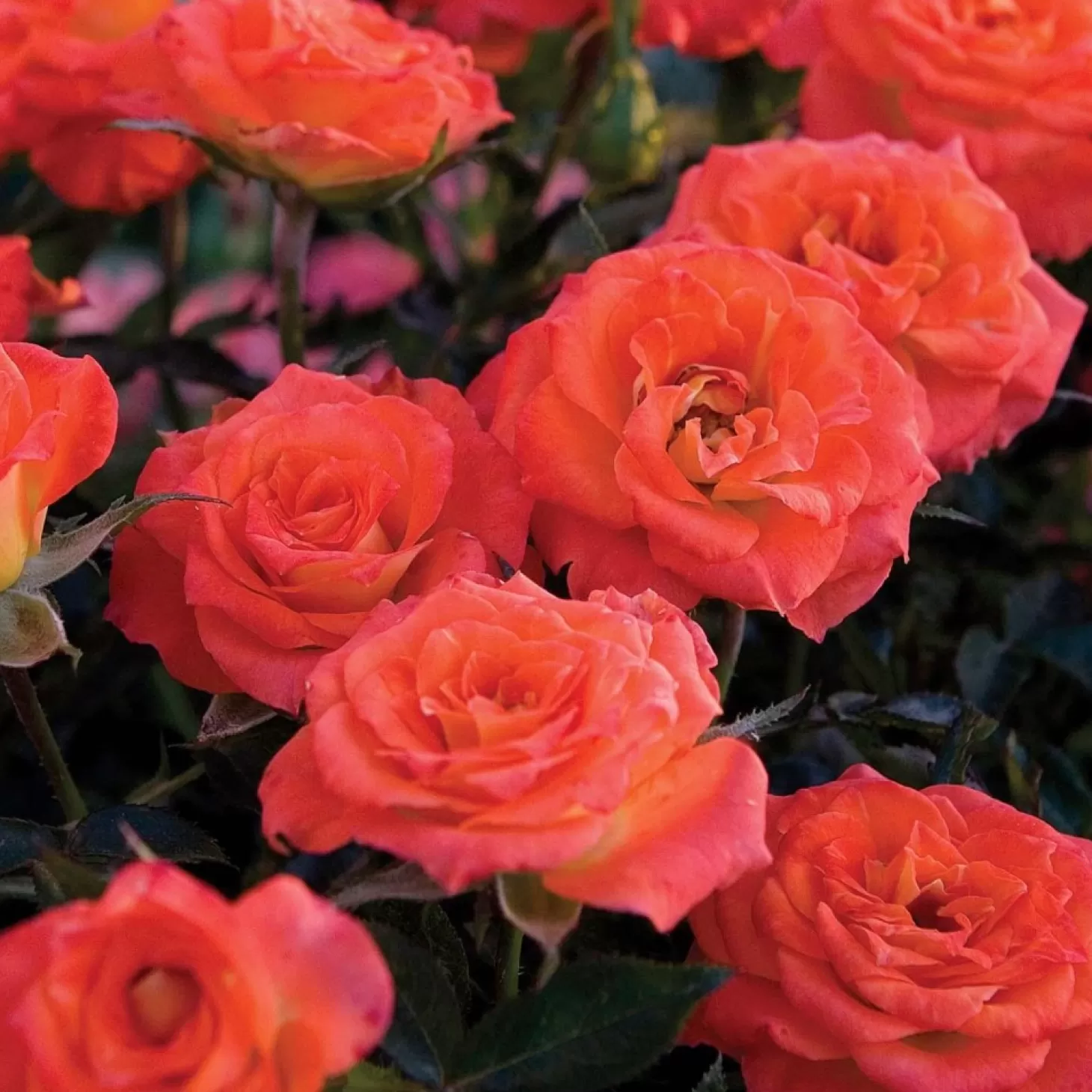 Roses>Roger's Gardens Mandarin Sunblaze - 5 Gallon