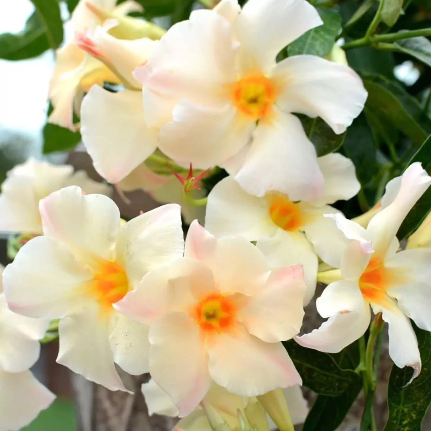 Landscape Plants>Roger's Gardens Mandevilla 'sun Apricot'® - Sun Parasol Apricot Mandevilla - 2 Gallon